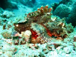 My first UW Photo - Scorpion Fish - Taken at Twin Rocks d... by Arthur Castillo 